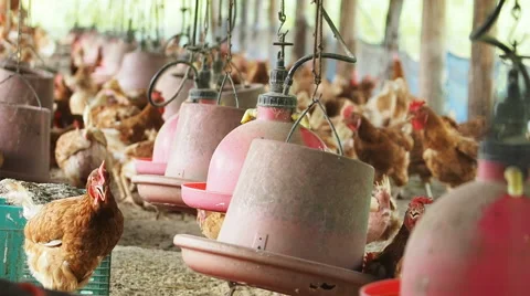 Hen egg, Chicken in farm. Stock Footage 51870038