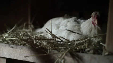 Hen with egg in a coop Stock Footage 59121009