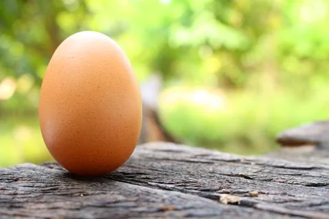 Hen egg on wood table Stock Photos