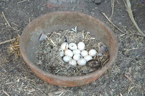 Hen eggs Stock Photos