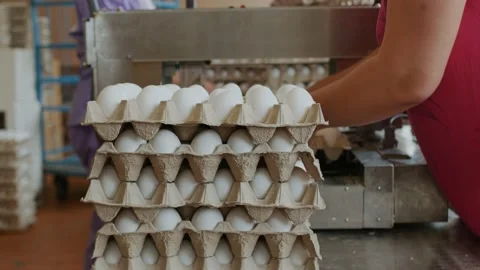 Hen eggs sorting by hands in the chicken factory. The women sorts the eggs Stock Footage 95267870