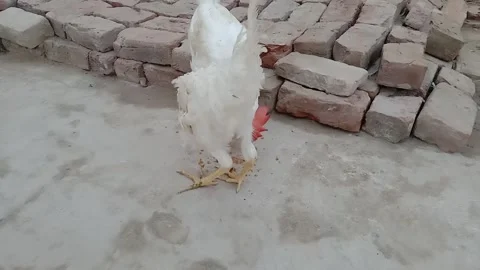 Hen Enjoying Breakfast Directly in Front of the Camera Vídeo Stock 346983378