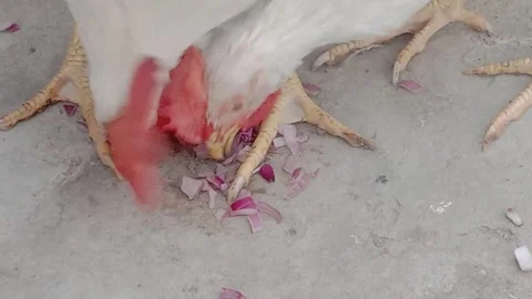 Hen Enjoying Fresh Onion While Pecking at Its Food Video stock 346427992