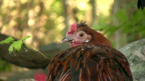 Hen fall asleep Stock Footage 533075