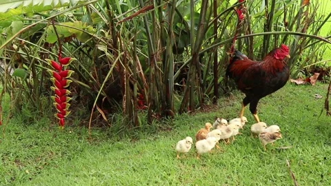 Hen Family with Chicks Stock-Footage 229733256