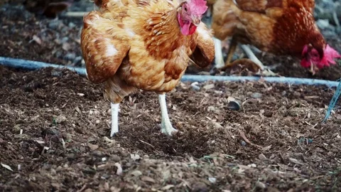 Hen farm eatng Stock Footage 100680477