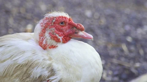 Hen on farm Stock Footage 85816125