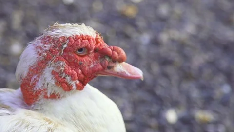 Hen on farm Stock Footage 85816146