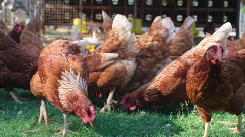 Hen on the farm Stock Footage 170742622