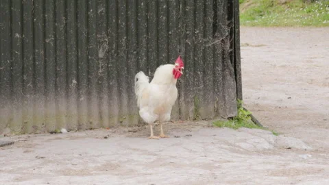 Hen on a farm Video stock 242800474