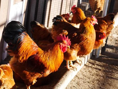Hen farm free range Stock Photos