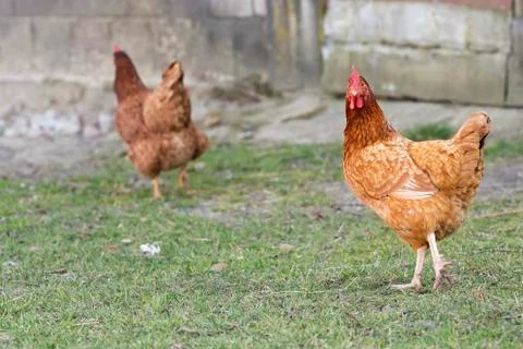 Hen on the farm Foto stock