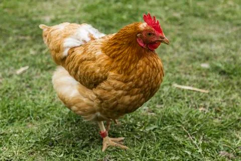 Hen in a farm Stock Photos