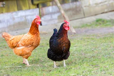 Hen on the farm Stock Photos