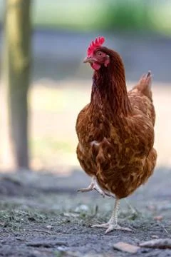 Hen on the farm Stock Photos