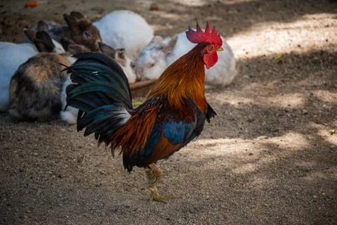 Hen in the Farm Stock Photos