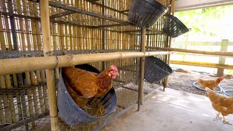 Hen in the farm,chicken Stock Footage 97949705