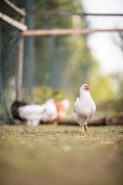 Hen in a farmyard  Foto stock