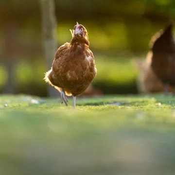 Hen in a farmyard  스톡 사진