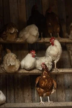 Hen in a farmyard ( Photos