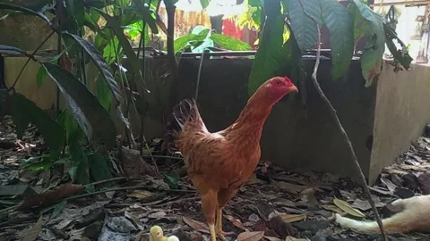 The Hen Feeding The Chicks Stock Footage 286988414