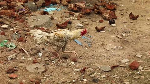 Hen feeding on garbage at rural area Stock Footage 301211662