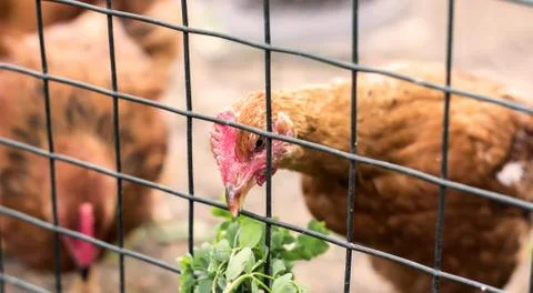 Hen feeding Stock Photos
