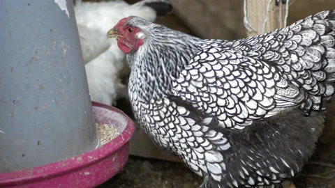 Hen by a feeding station Stock Footage 196977127