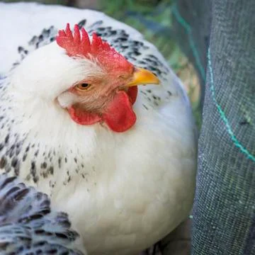 Hen in the fence Stock Photos