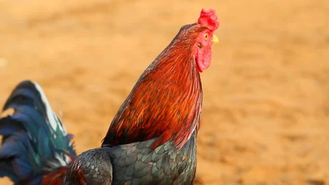 Hen at the field Stock Footage 100736302