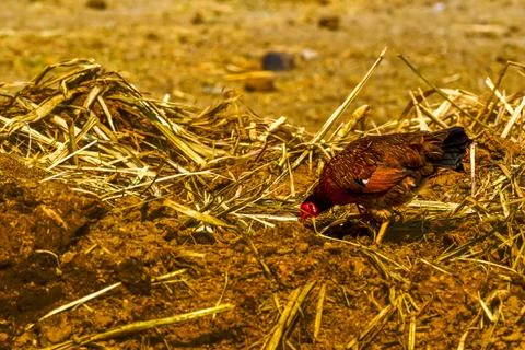 Hen in the field Stock Photos