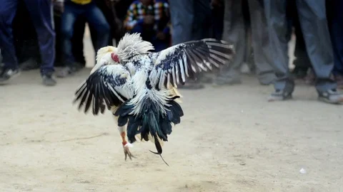 Hen Fight, Purulia, India, Stock Footage