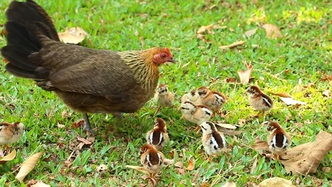 Hen finding food for her chicks in the garden Chiangmai Thailand Stock Footage 104408792