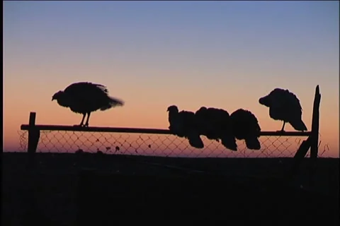 Hen Stock Footage 910971