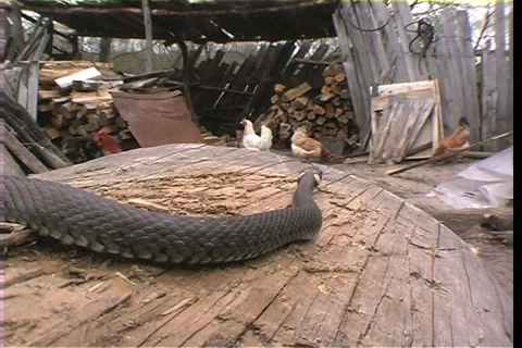 Hen Vídeo Stock 910988