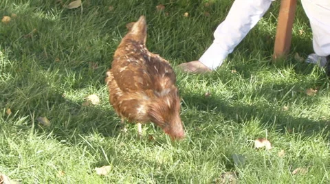 Hen Video stock 2155241