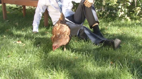 Hen Video stock 2157284