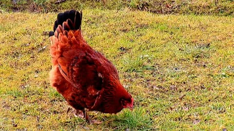 Hen   Stock Footage 10563928