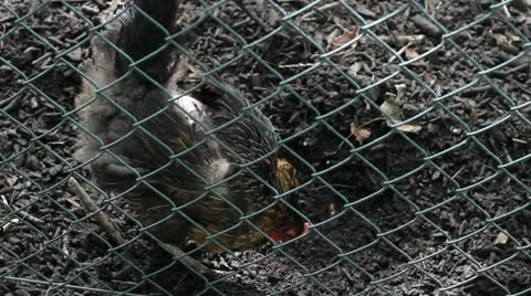 Hen Stock Footage 11984266