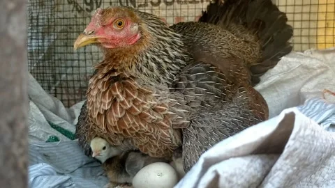 Hen Stock Footage 209225040