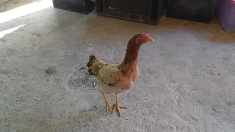 The hen Stock Footage 237613946