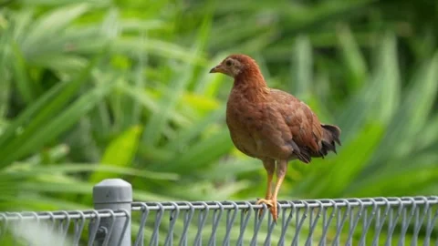 The hen Stock Footage 300763576