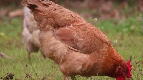 Hen Stock Footage 308224137