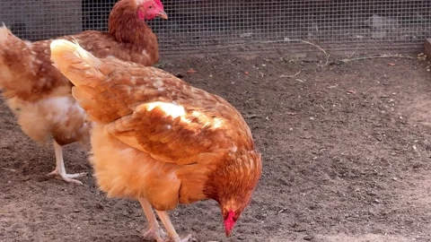 Hen Stock Footage 337361633