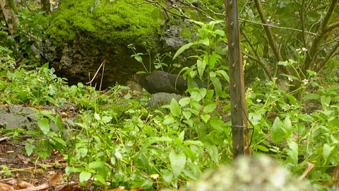 Hen in Forest Foraging Stock Footage 104684659