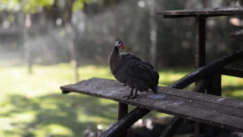 Hen in garden with green background Stock Footage 120825401