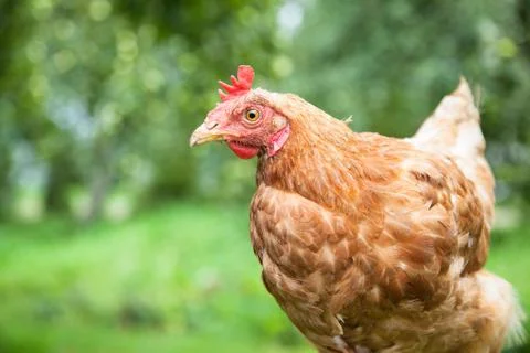 Hen in the garden Stock Photos