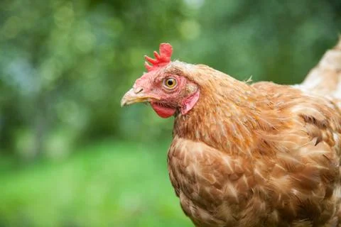 Hen in the garden Stock Photos