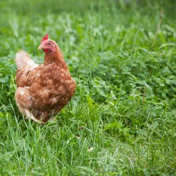 Hen in the garden Stock Photos