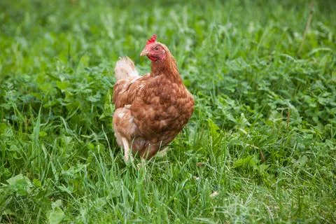 Hen in the garden Stock Photos